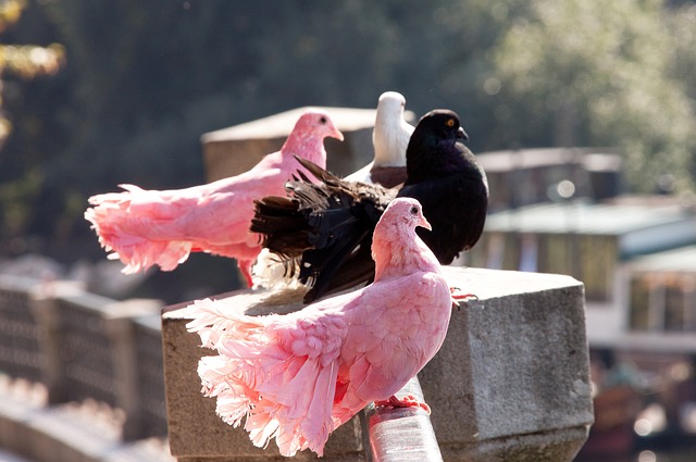 不仅会提高 不仅会提高